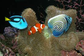 Curacao Sea Aquarium - The Incredible Experience